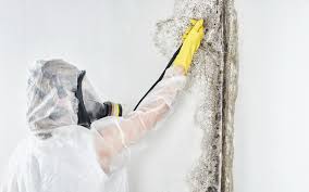 Mold Remediation for Rental Properties in Rosepine, LA